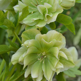 Nieskruid of Helleborus orientalis 'Double Ellen Green'