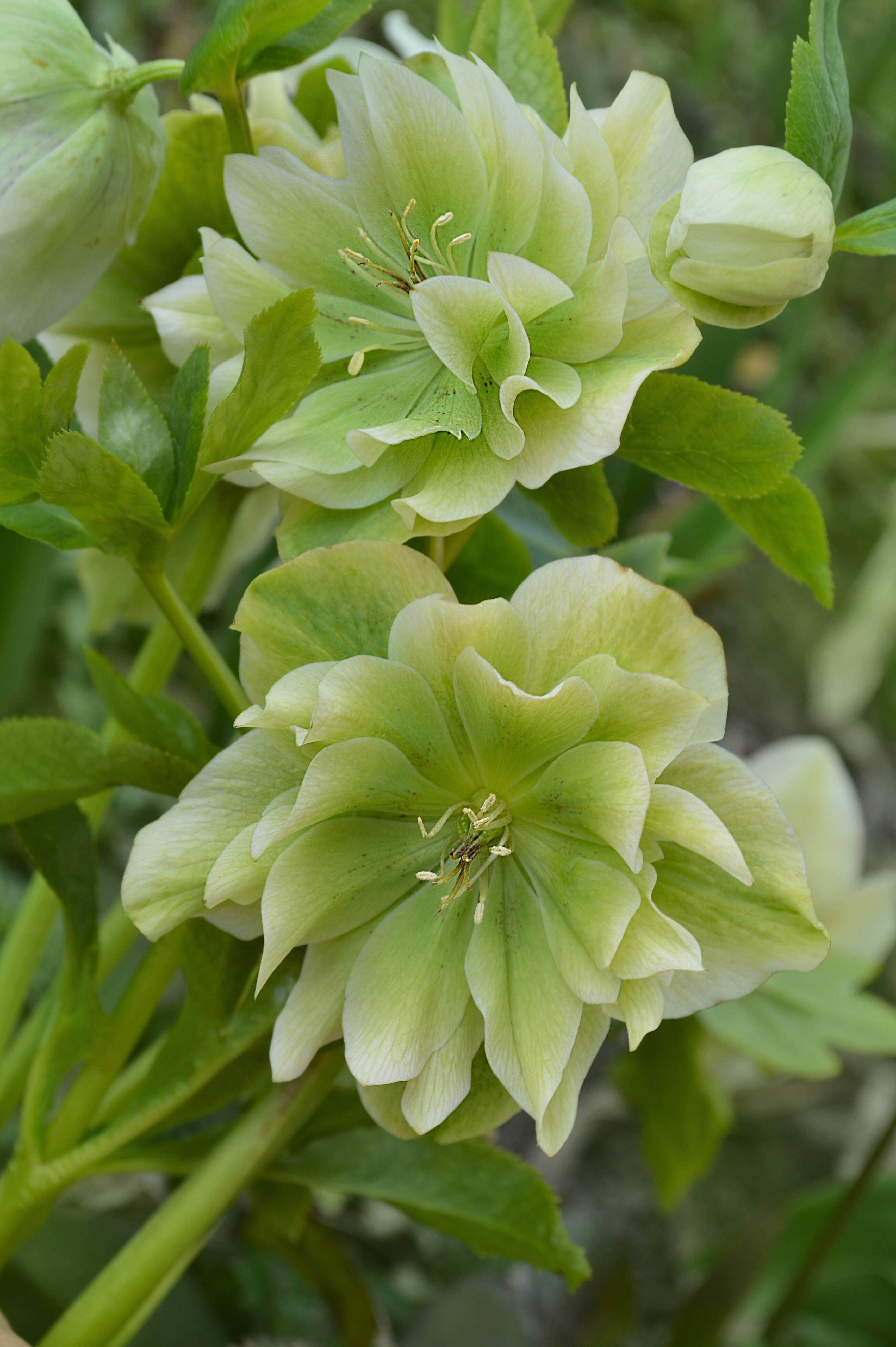 Nieskruid of Helleborus orientalis 'Double Ellen Green'