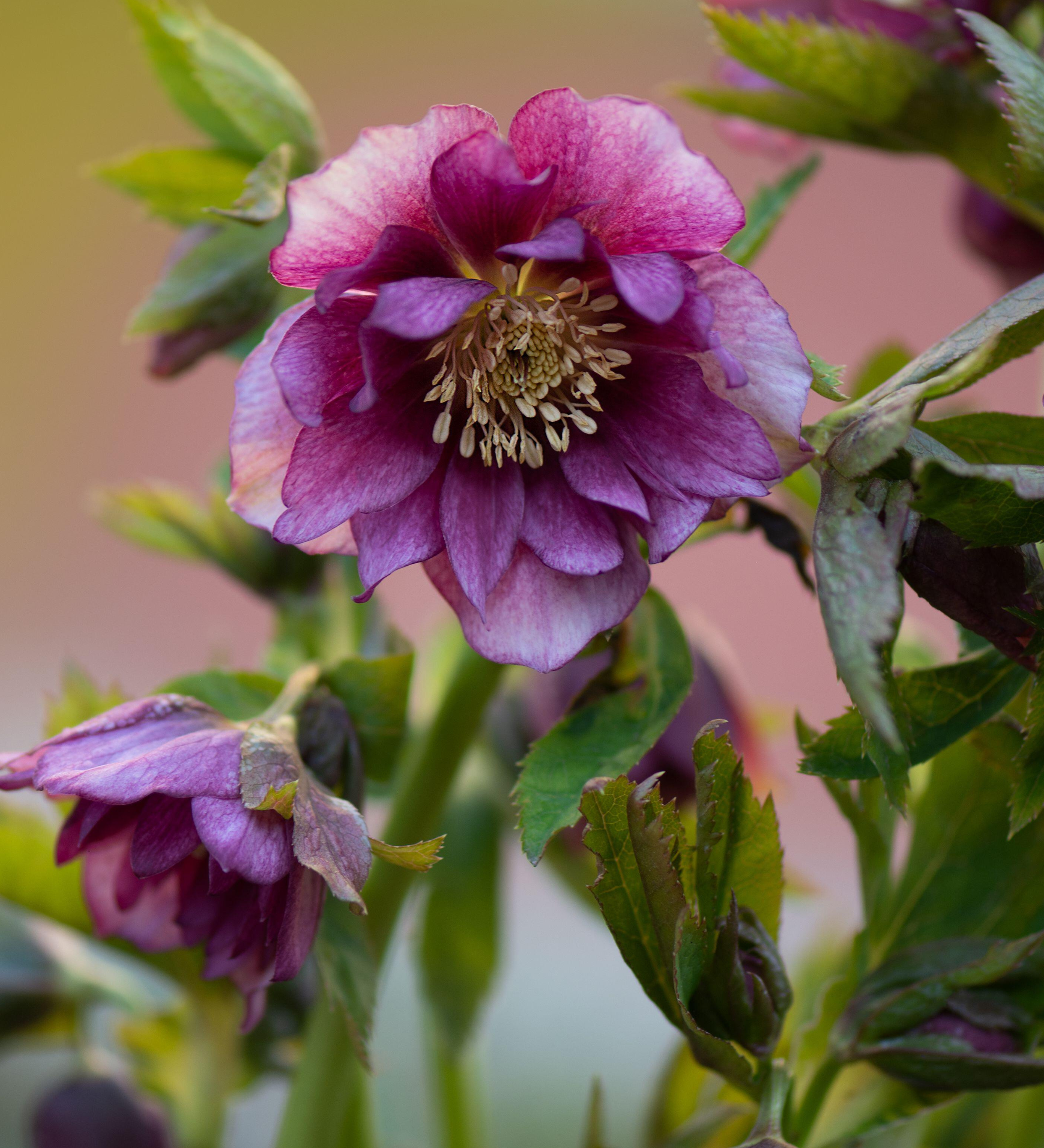 Nieskruid of Helleborus orientalis 'Double Ellen Pink'