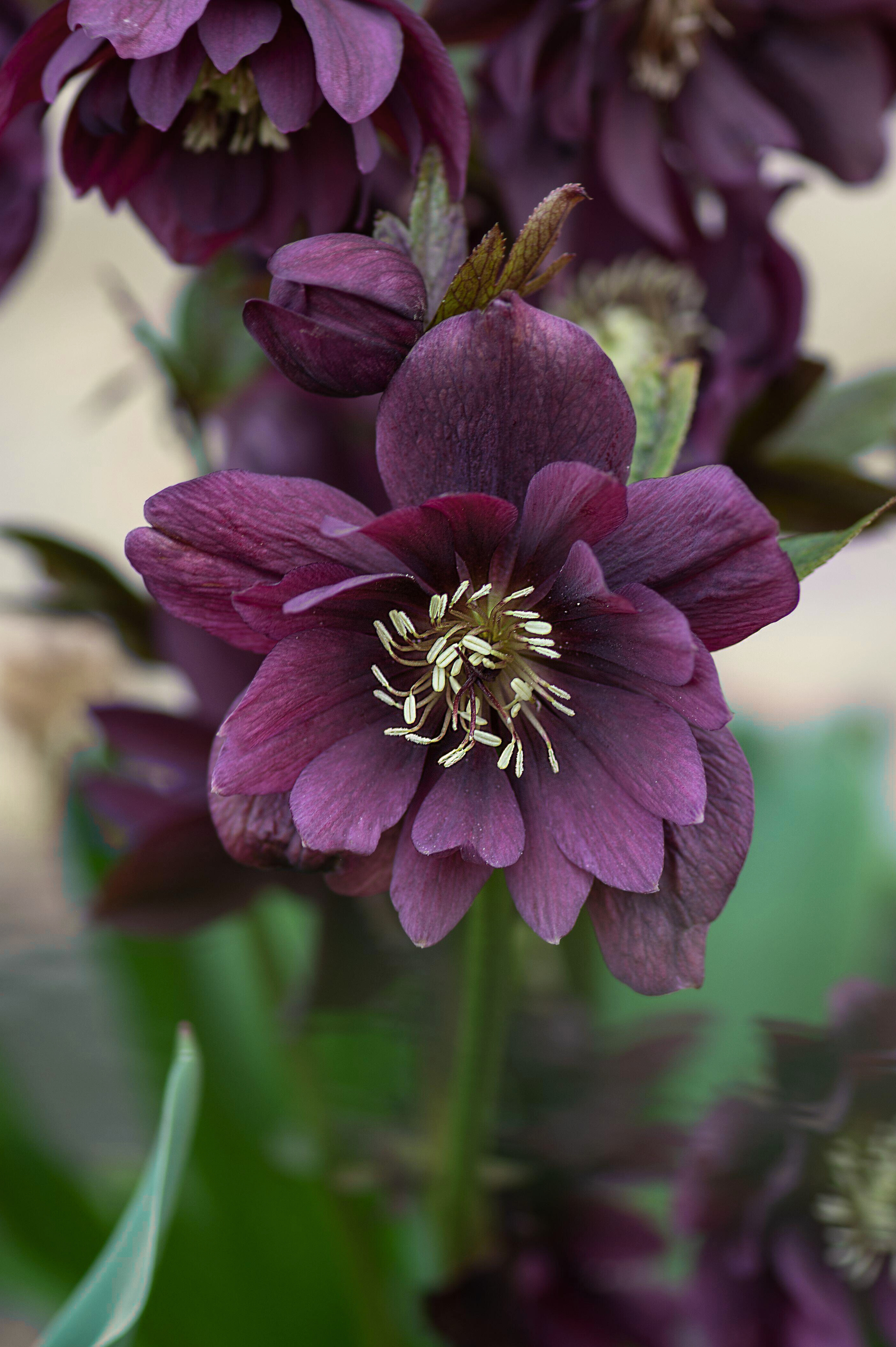 Nieskruid of Helleborus orientalis 'Double Ellen Purple'