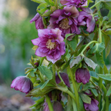 Helleborus orientalis 'Double Ellen Picotee' of nieskruid