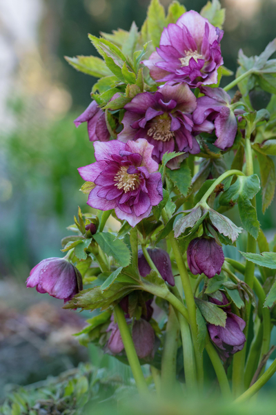 Helleborus orientalis 'Double Ellen Picotee'