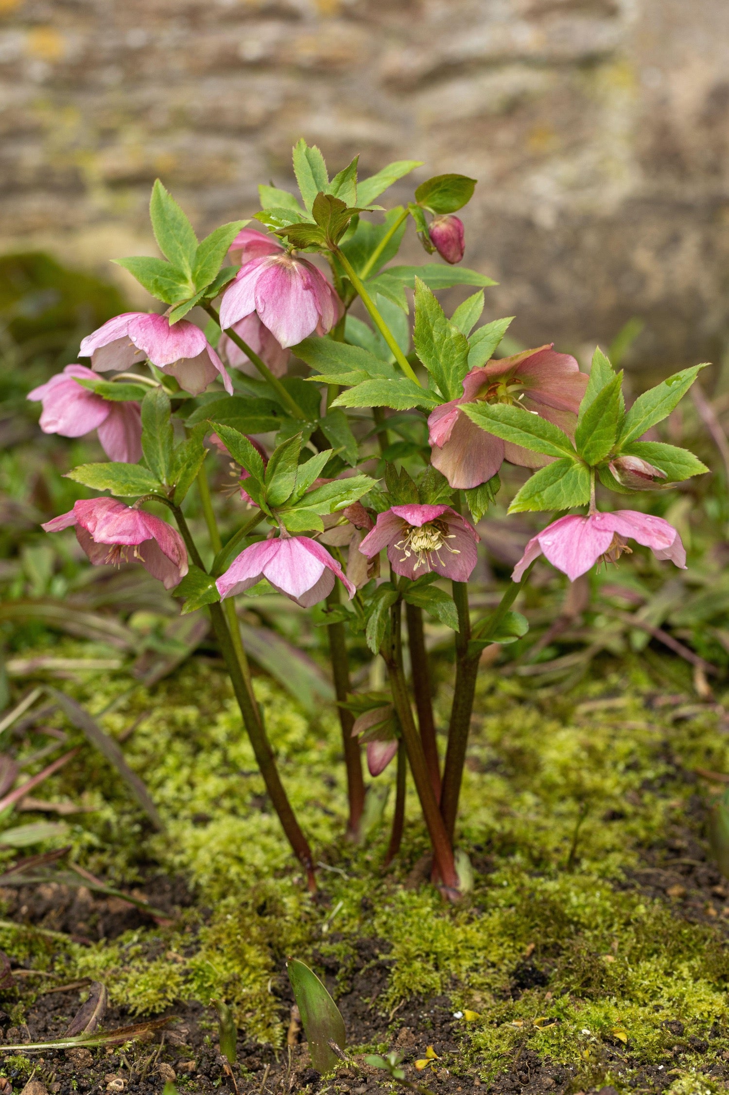 Helleborus orientalis 'Pink'  of nieskruid