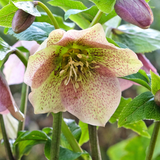 Helleborus orientalis 'Pretty Ellen Pink' - nieskruid vaste plant