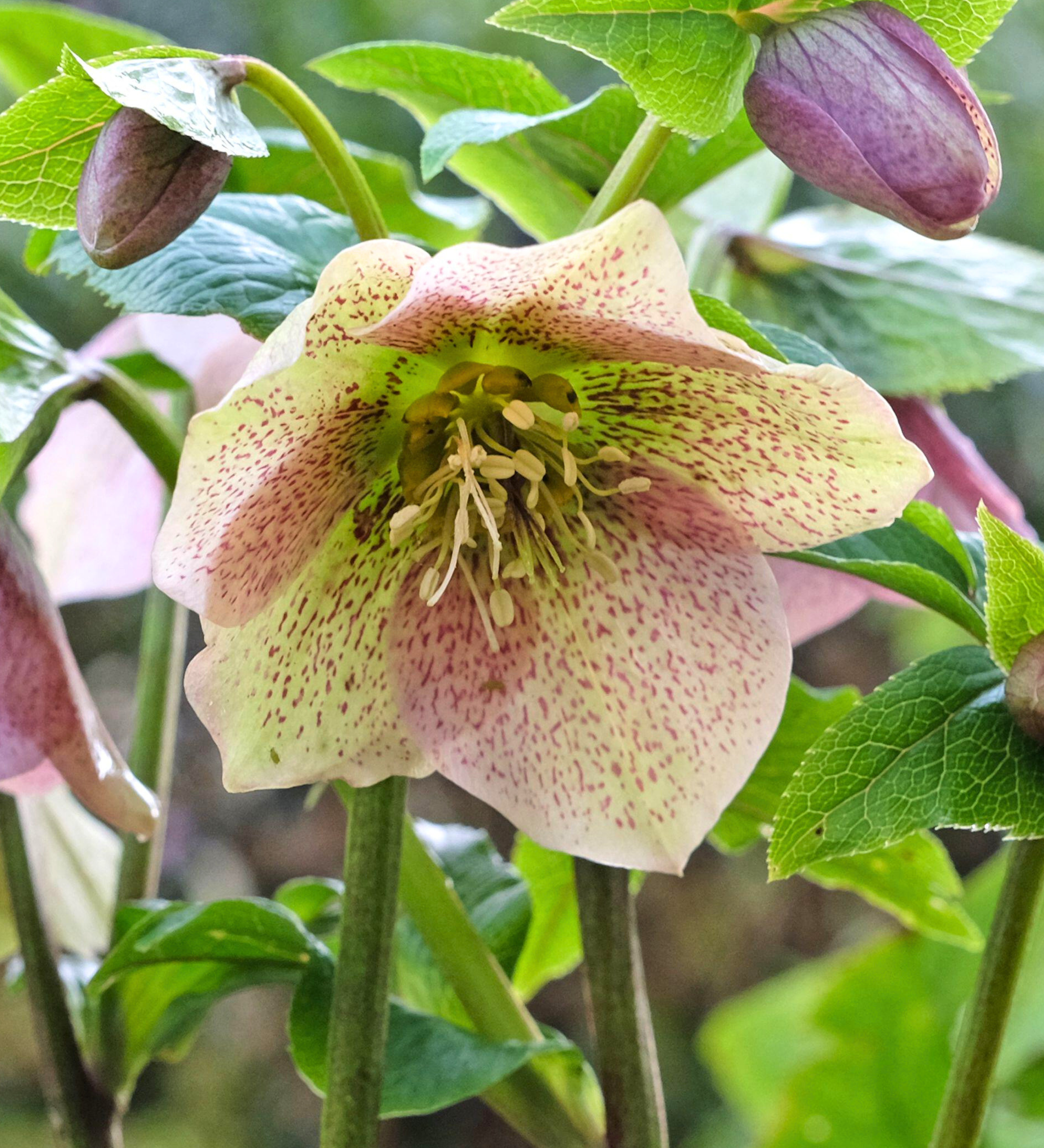 Helleborus orientalis 'Pretty Ellen Pink' - nieskruid vaste plant