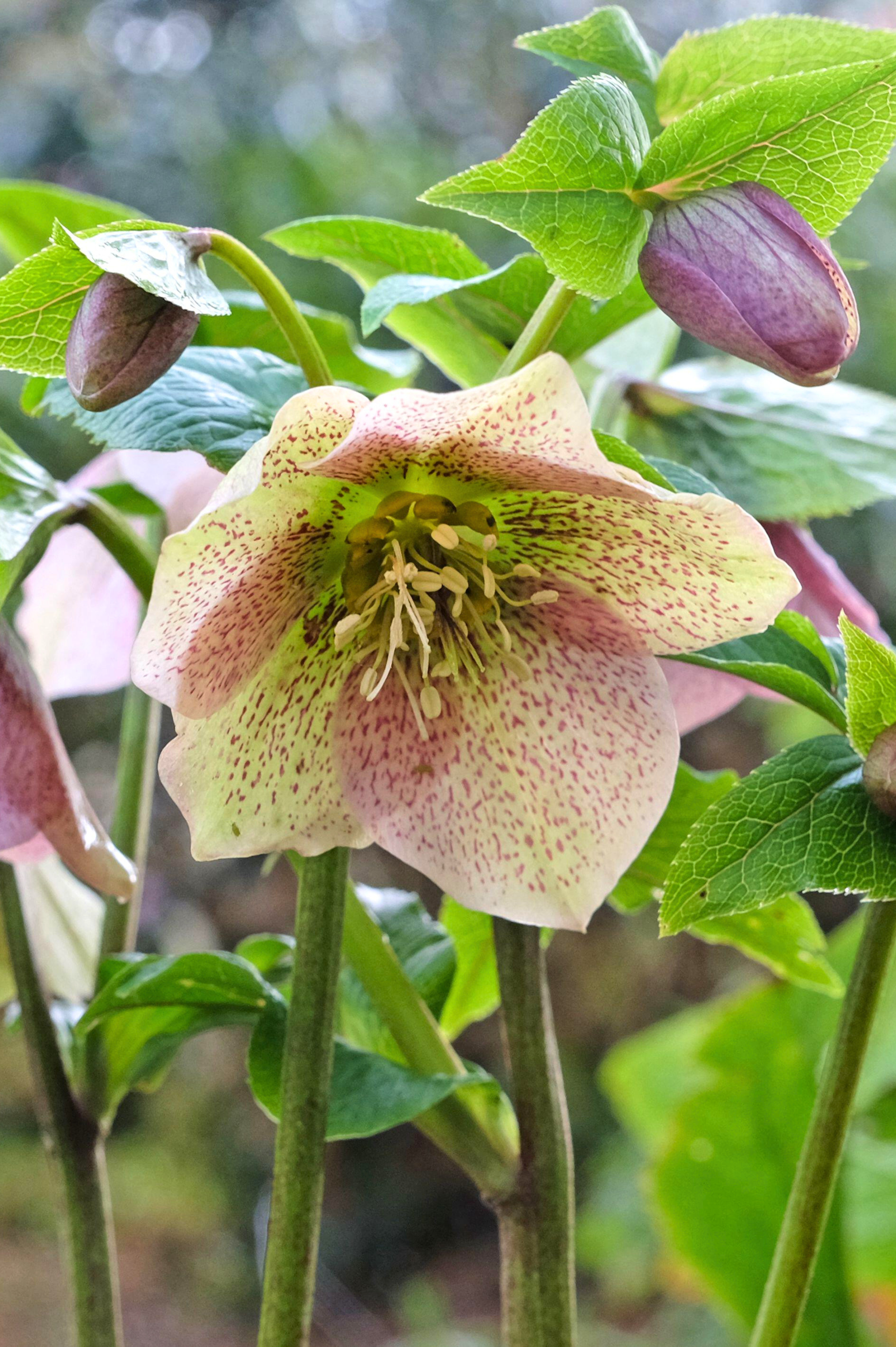 Helleborus orientalis 'Pretty Ellen Pink' - nieskruid vaste plant