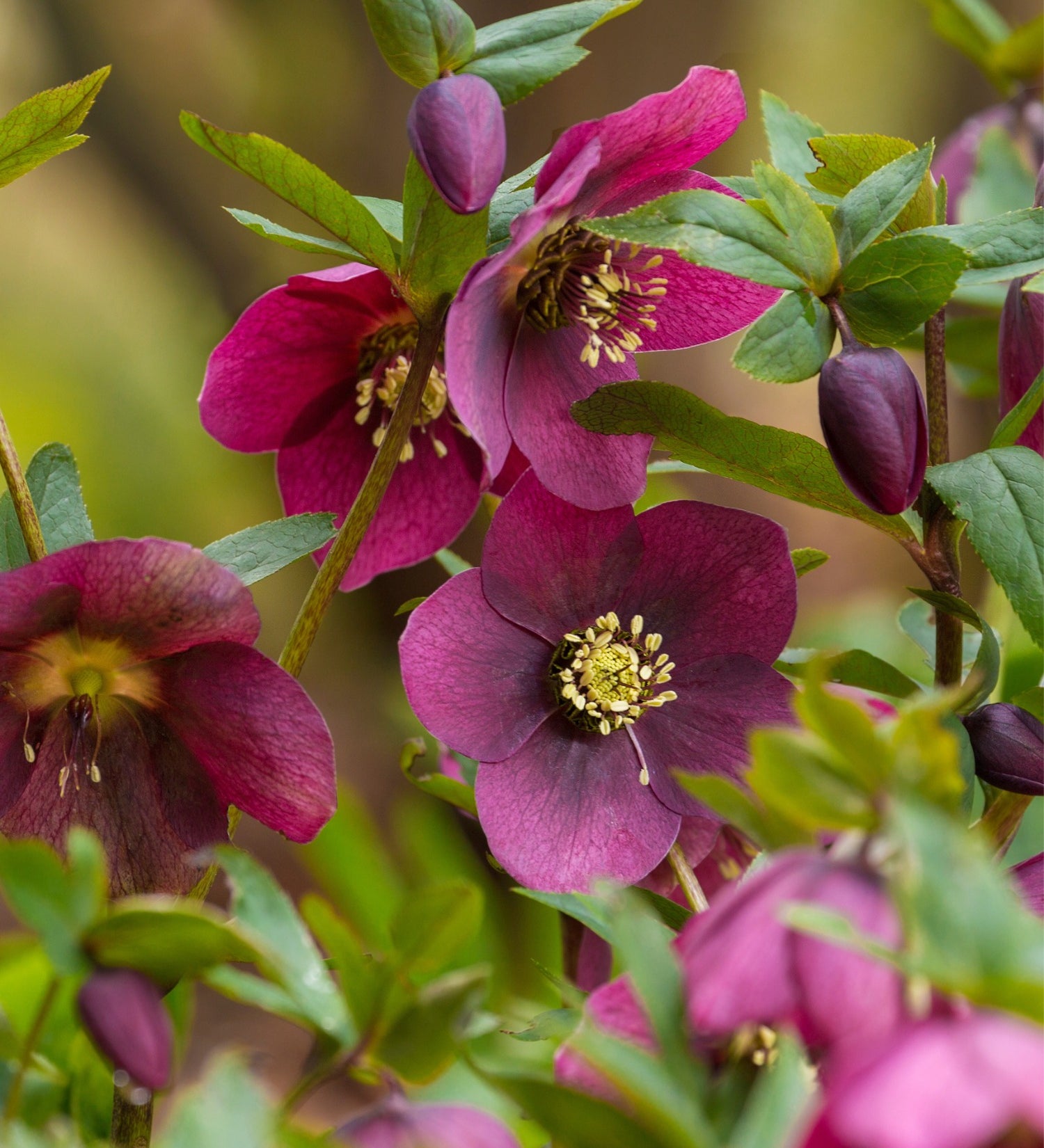 Helleborus orientalis 'Pretty Ellen Purple' - nieskruid vaste plant