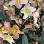 Helleborus orientalis 'Mixed Colours'