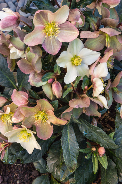Helleborus orientalis 'Mixed Colours'