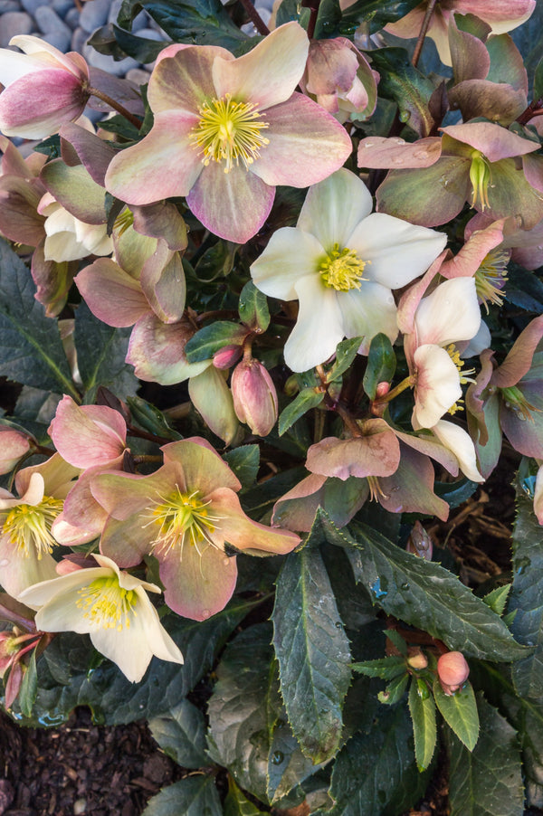 Helleborus orientalis 'Mixed Colours'