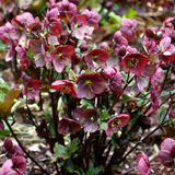 Helleborus 'Single Red'