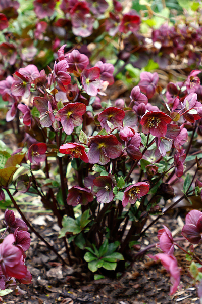 Helleborus 'Single Red'