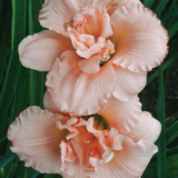 Hemerocallis 'On and On'