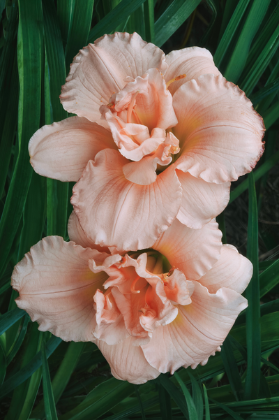 Hemerocallis 'On and On'
