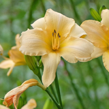 Hemerocallis hybride 'Helle Berlinerin' - daglelie vaste plant
