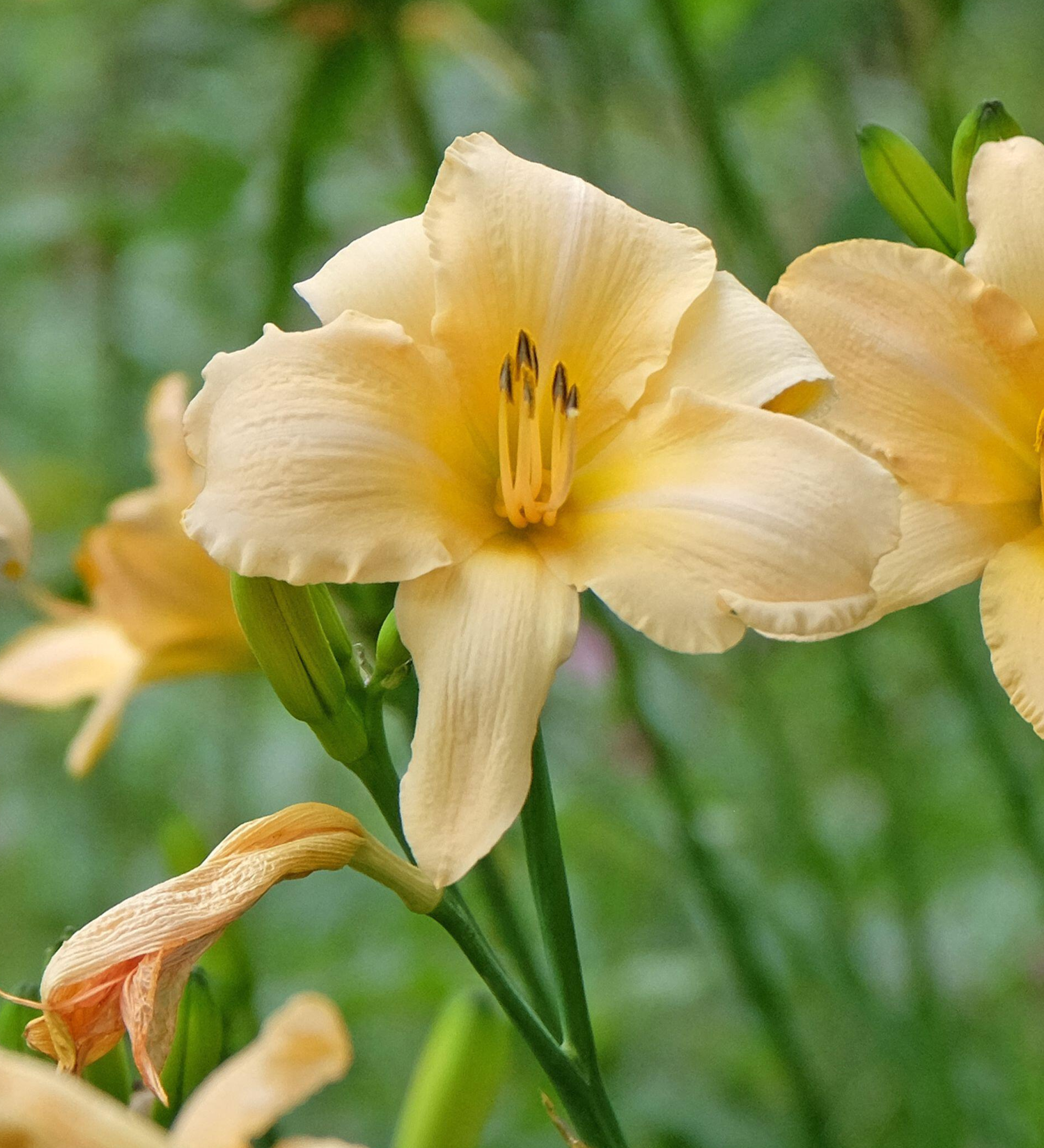 Hemerocallis hybride 'Helle Berlinerin' - daglelie vaste plant