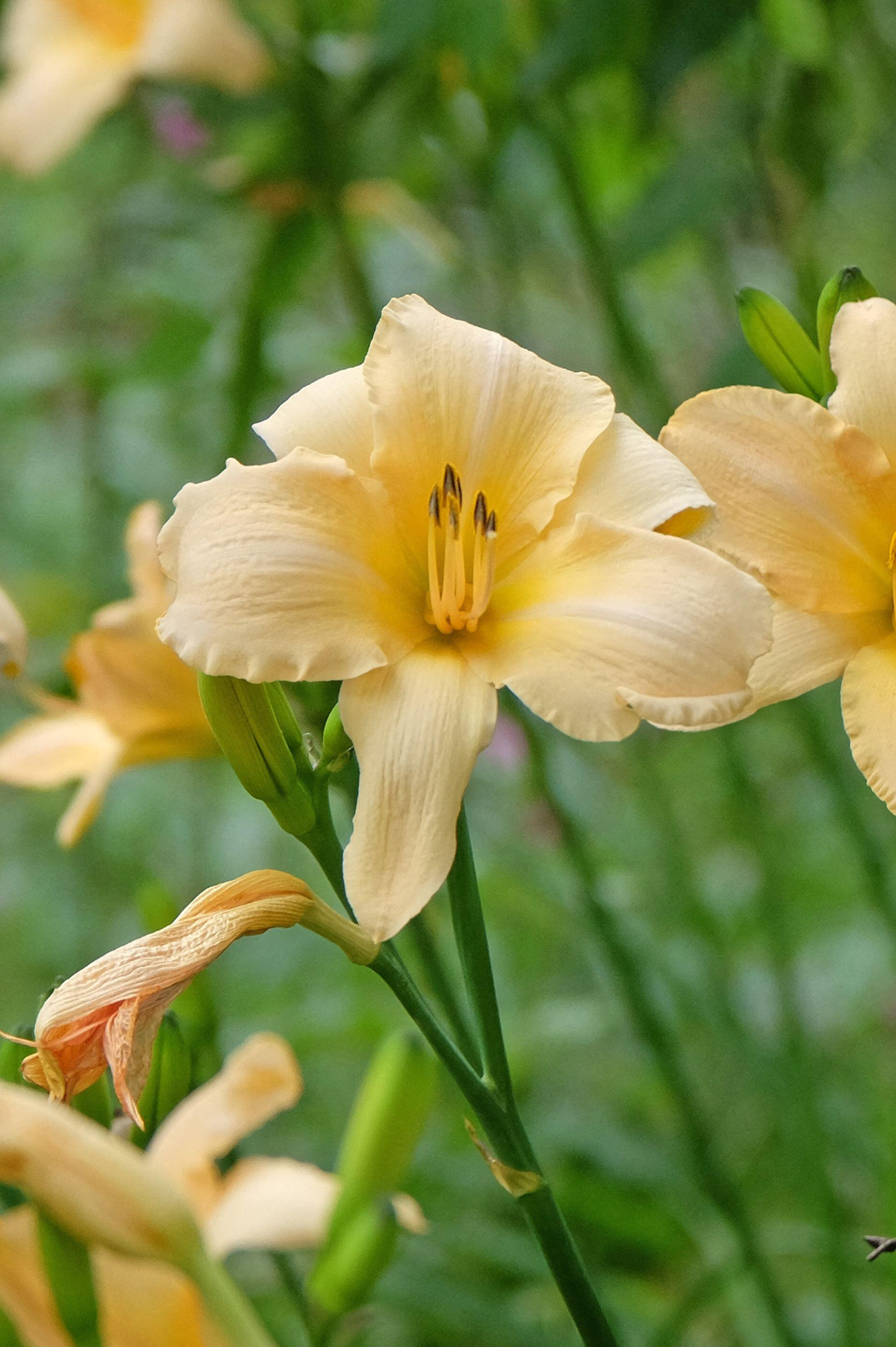 Hemerocallis hybride 'Helle Berlinerin' - daglelie vaste plant