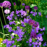 Hesperis matronalis of Damastbloem