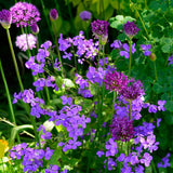 Hesperis matronalis of Damastbloem