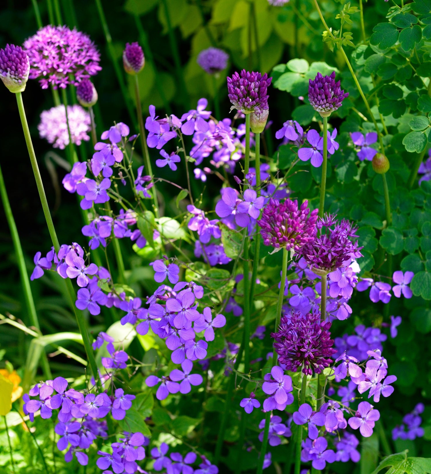 Hesperis matronalis of Damastbloem