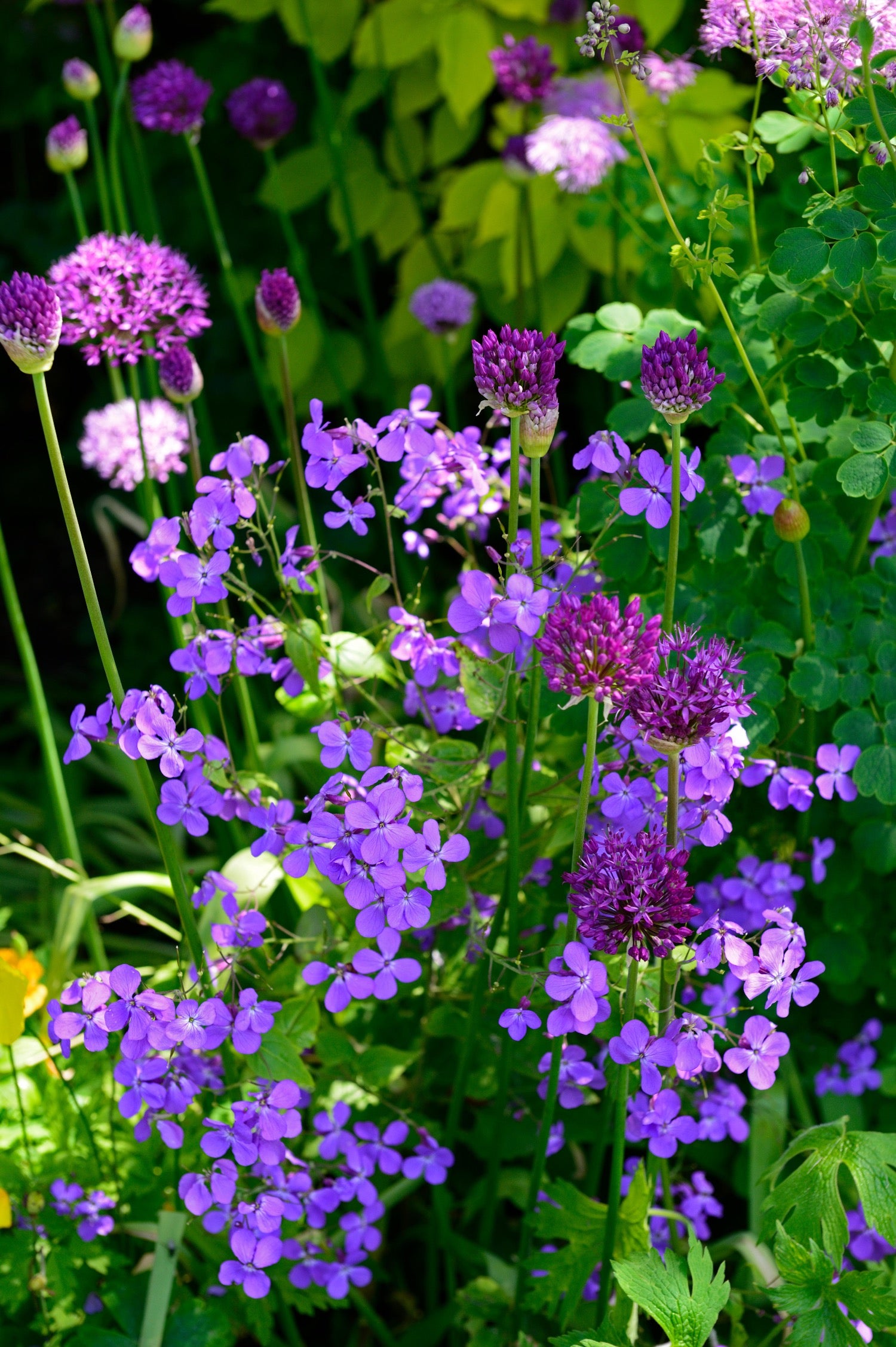 Hesperis matronalis of Damastbloem