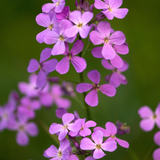 Damastbloem of Hesperis matronalis