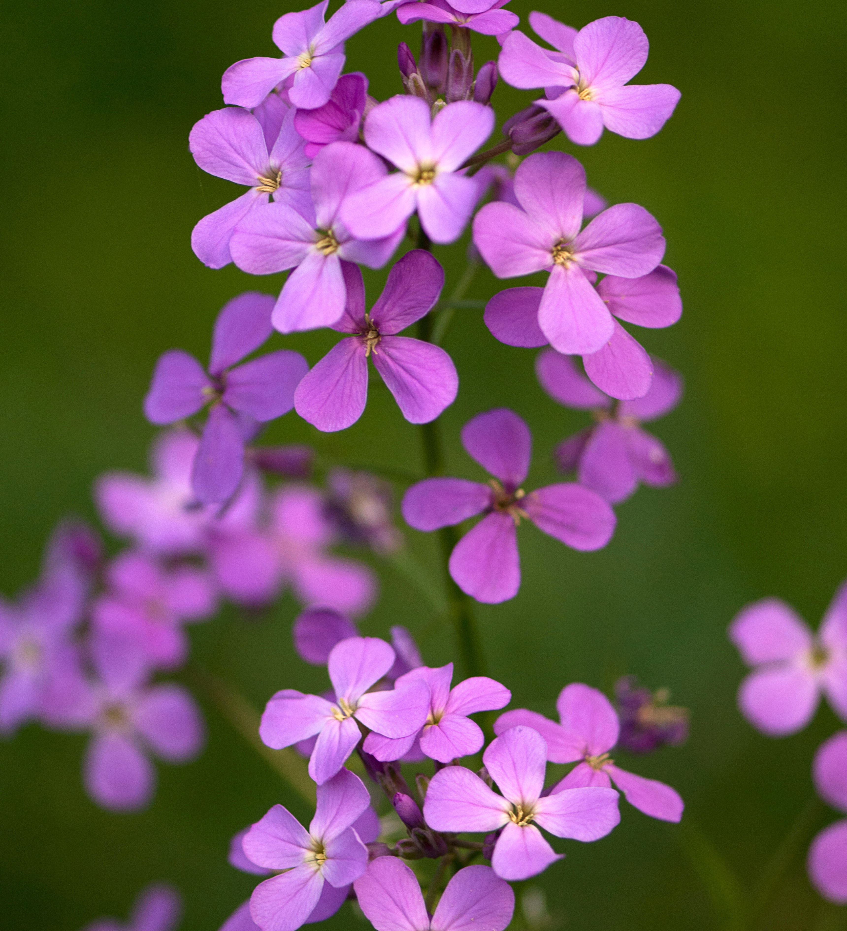 Damastbloem of Hesperis matronalis