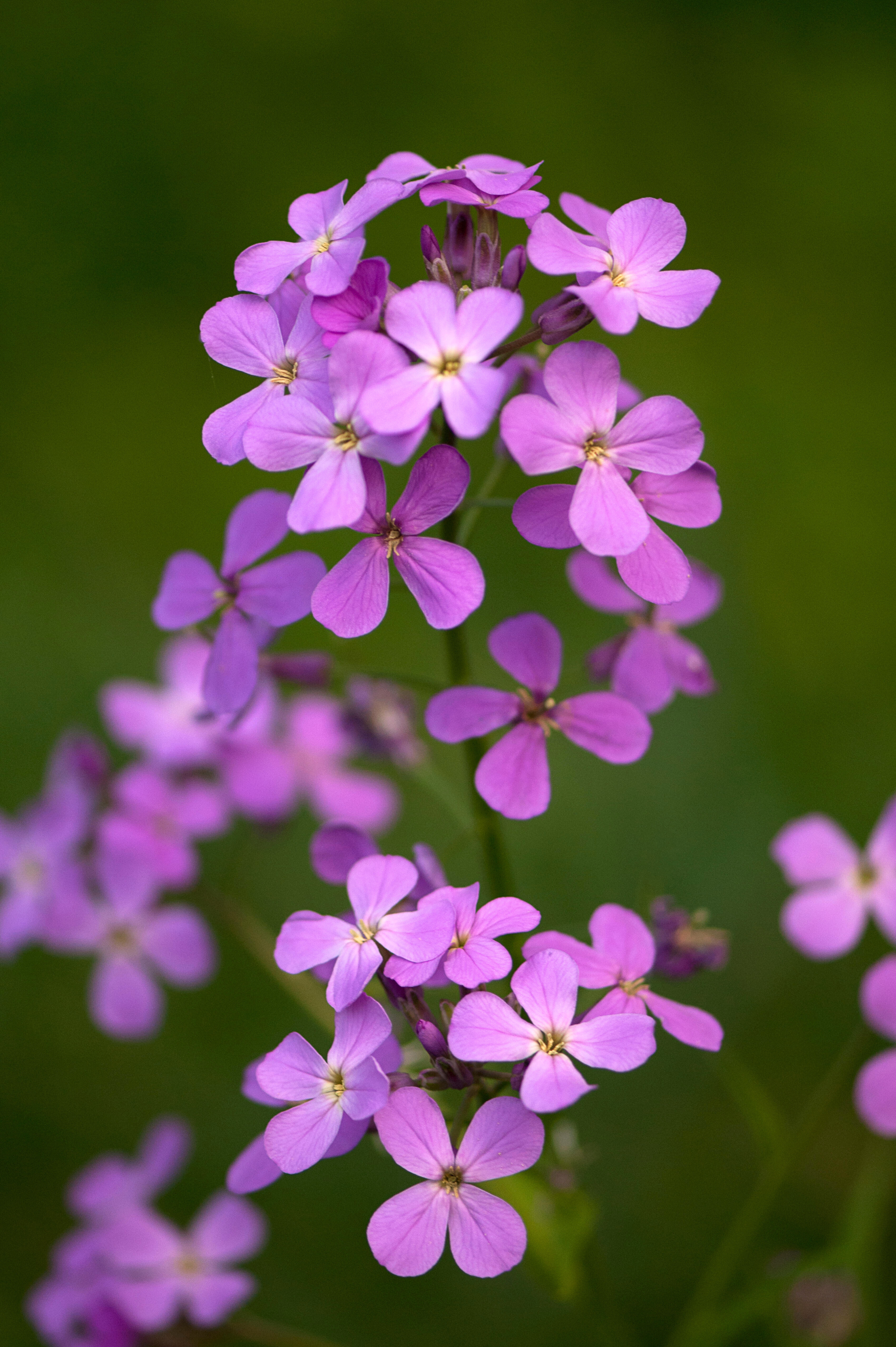Damastbloem of Hesperis matronalis