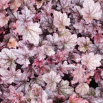 Heuchera 'Plum Pudding' of Purperklokje
