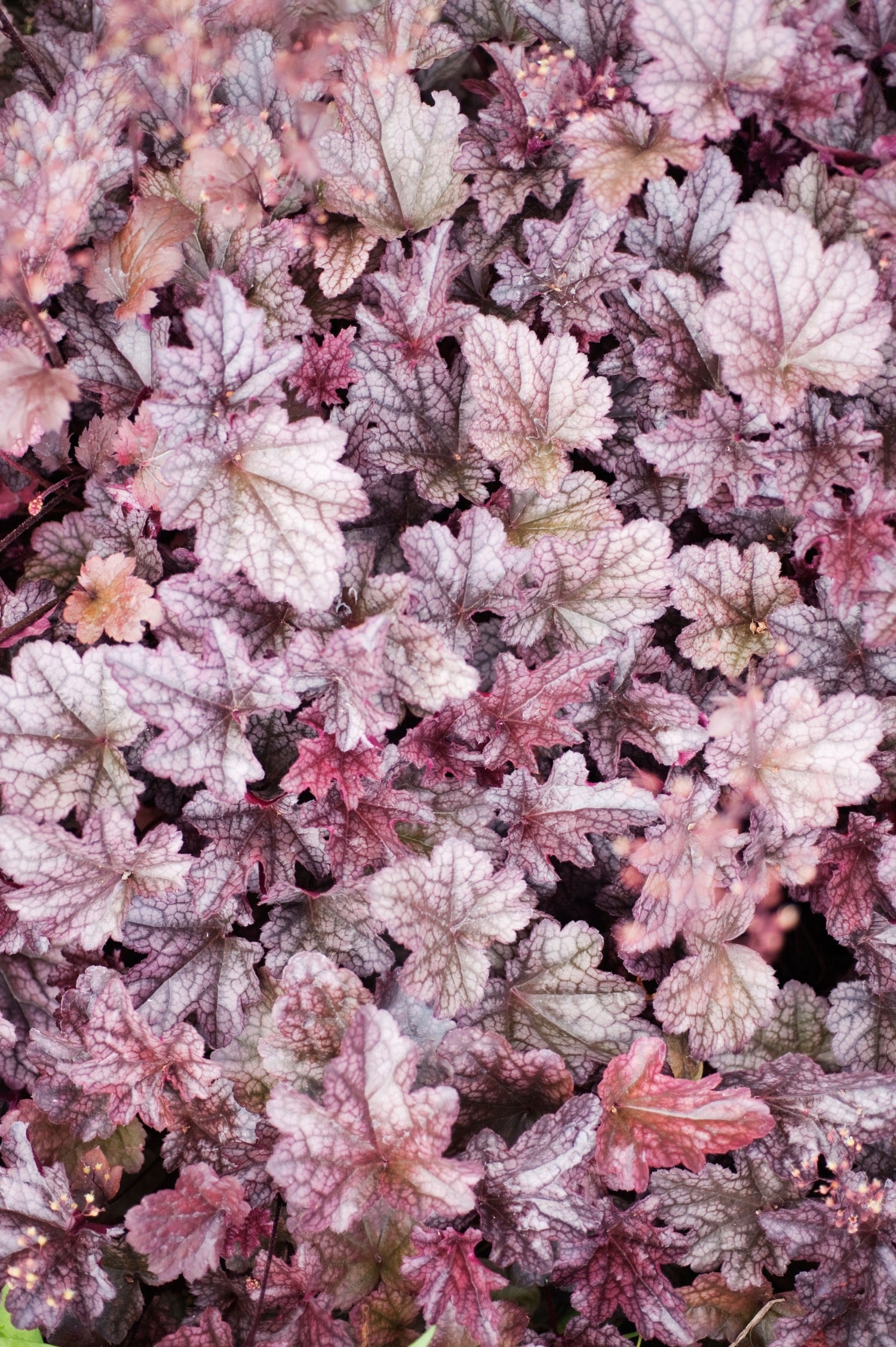Heuchera 'Plum Pudding' of Purperklokje