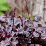 Heuchera hybrid 'Berry Marmalade' - purperklokje vaste plant