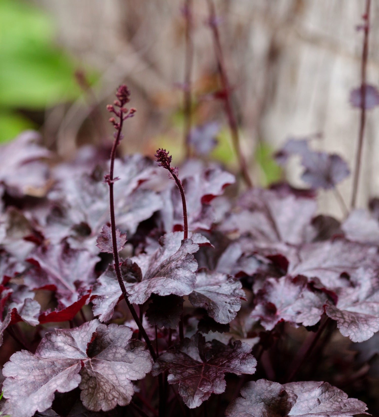 Heuchera hybrid 'Berry Marmalade' - purperklokje vaste plant