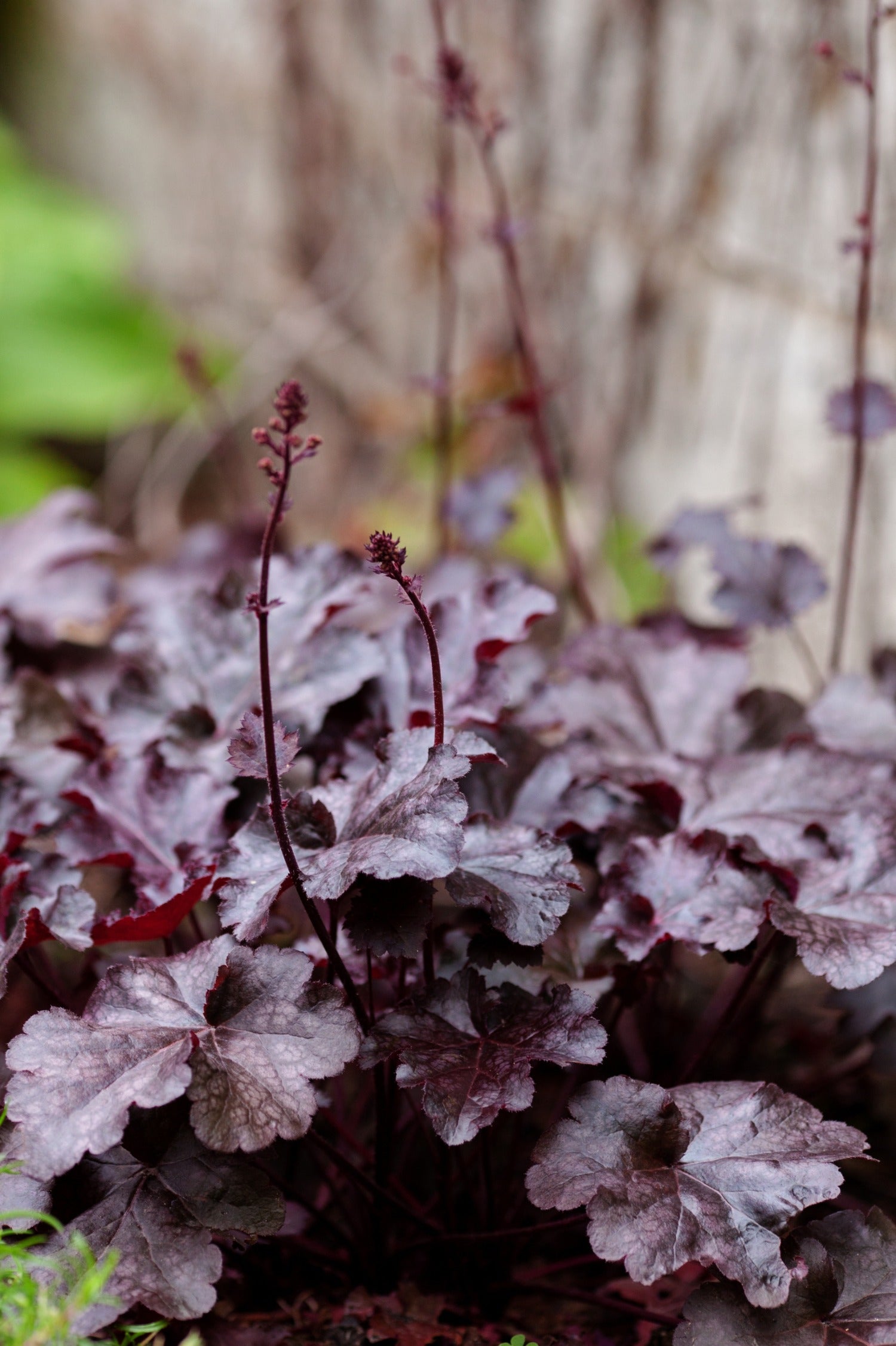 Heuchera hybrid 'Berry Marmalade' - purperklokje vaste plant