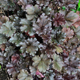 Heuchera hybride 'Dark Secret' - purperklokje vaste plant