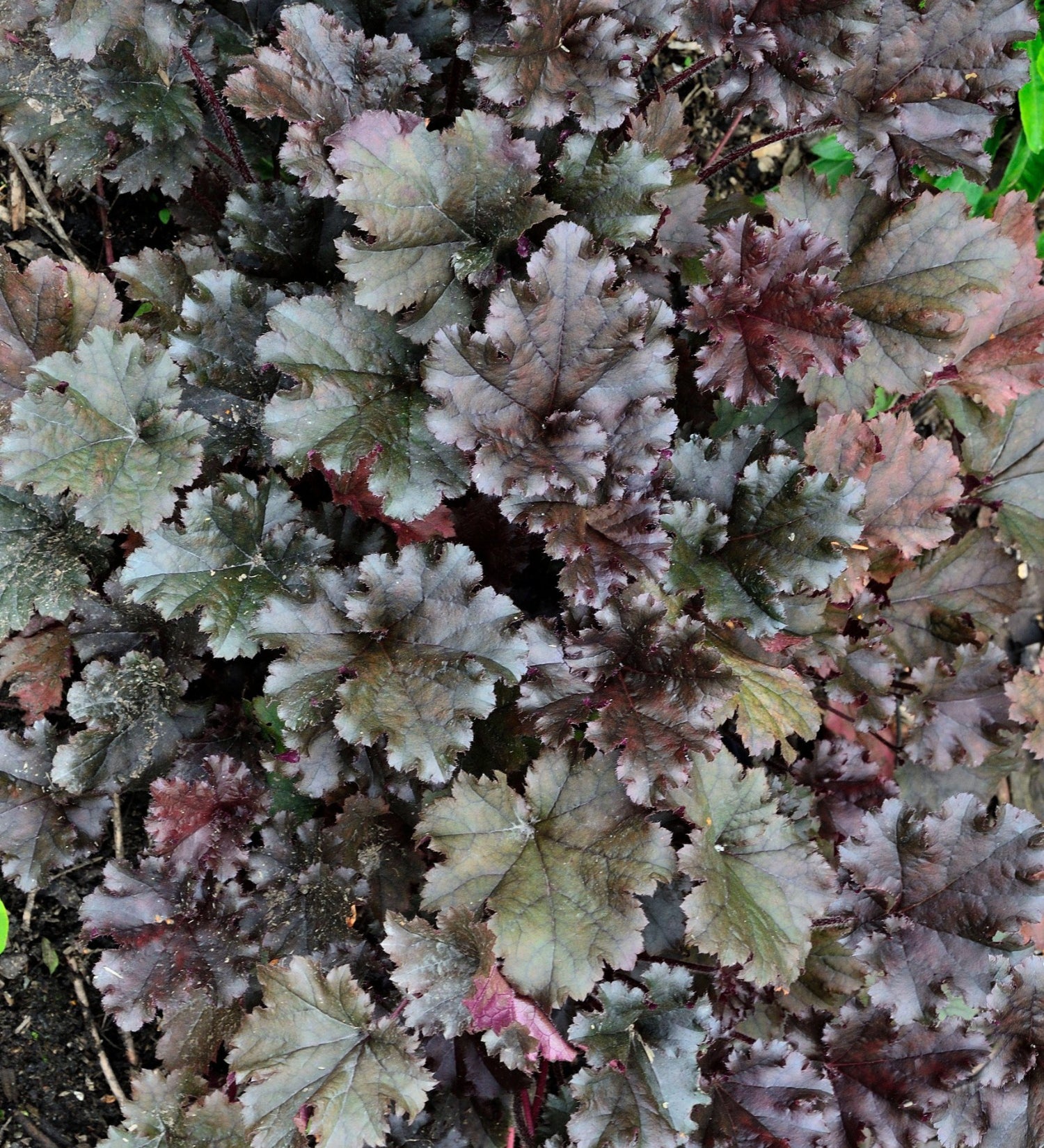 Heuchera hybride 'Dark Secret' - purperklokje vaste plant