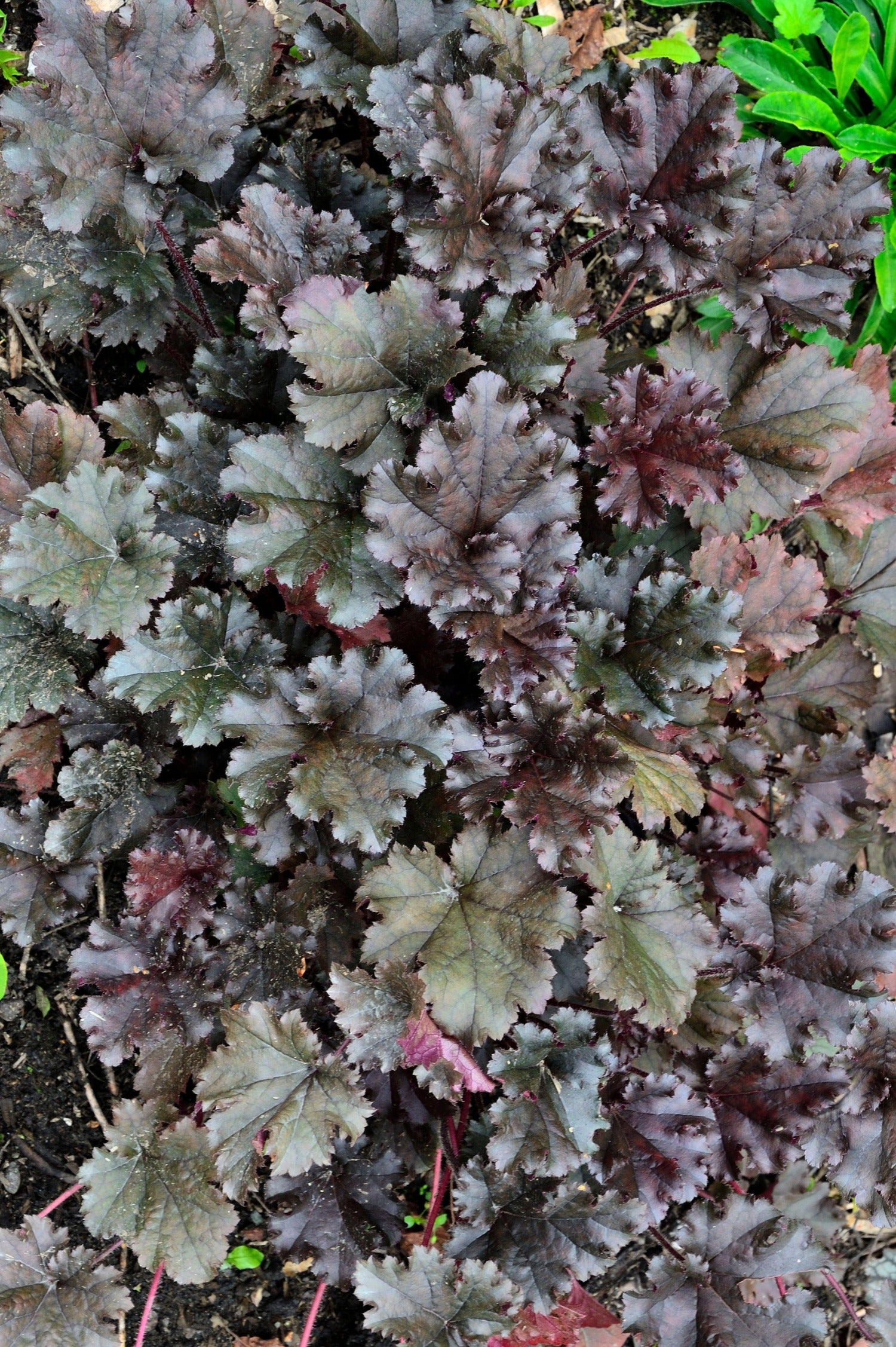 Heuchera hybride 'Dark Secret' - purperklokje vaste plant