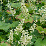 Purperklokje of Heuchera villosa 'Chantilly'