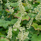 Purperklokje of Heuchera villosa 'Chantilly'