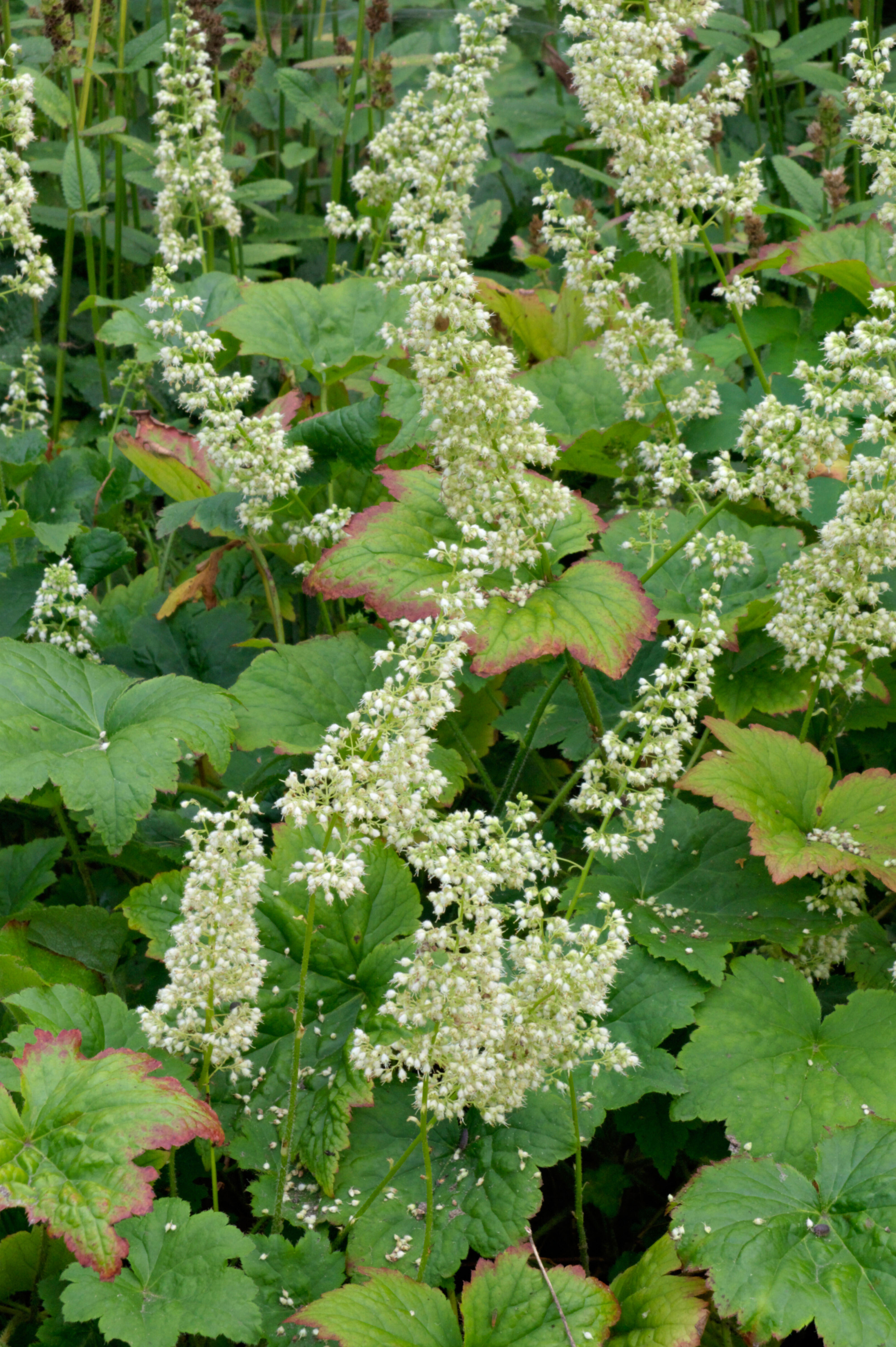 Purperklokje of Heuchera villosa 'Chantilly'