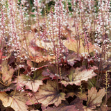 Purperklokje of Heucherella 'Sweet Tea'