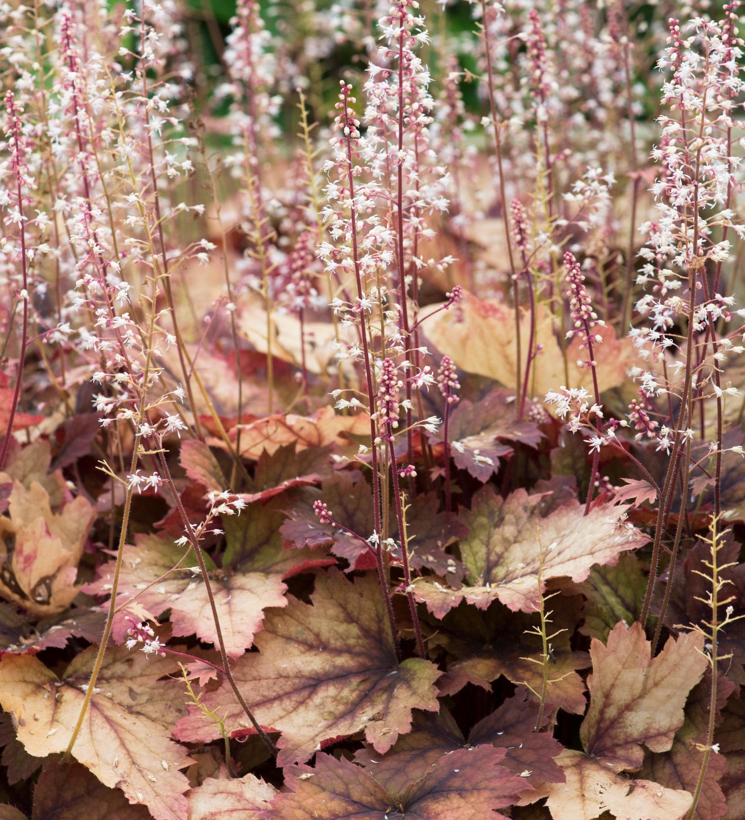 Purperklokje of Heucherella 'Sweet Tea'