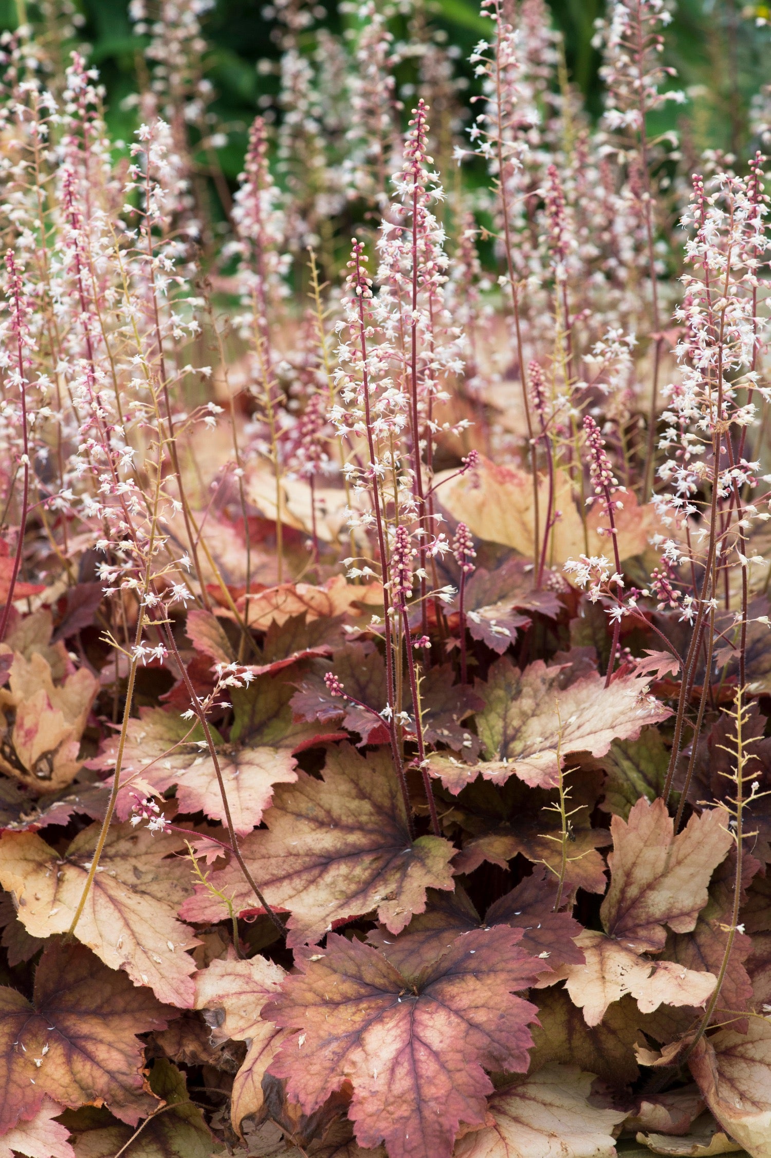 Purperklokje of Heucherella 'Sweet Tea'