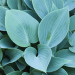 Hosta 'Halcyon' of hartlelie