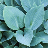 Hosta 'Halcyon' of hartlelie