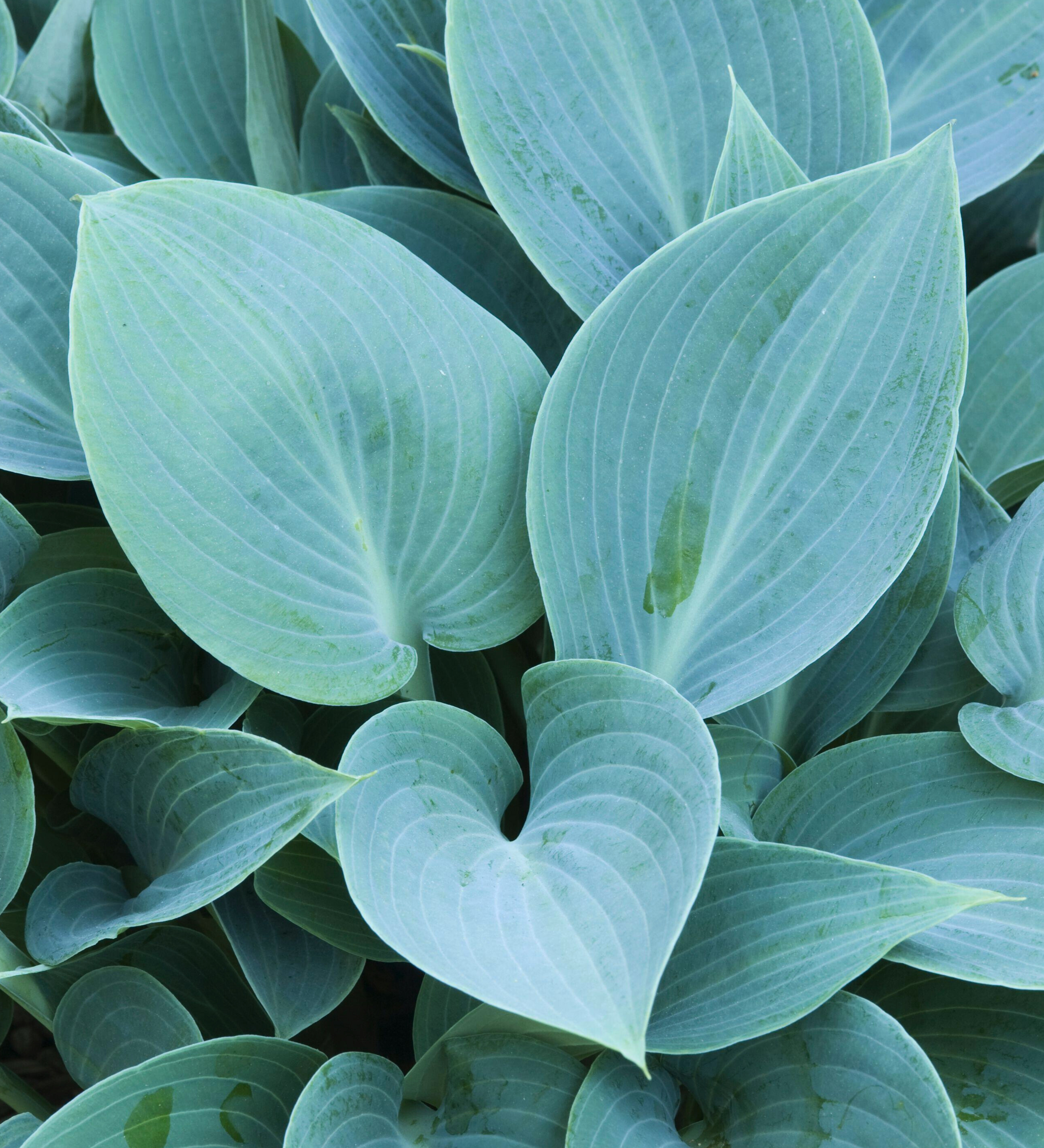 Hosta 'Halcyon' of hartlelie