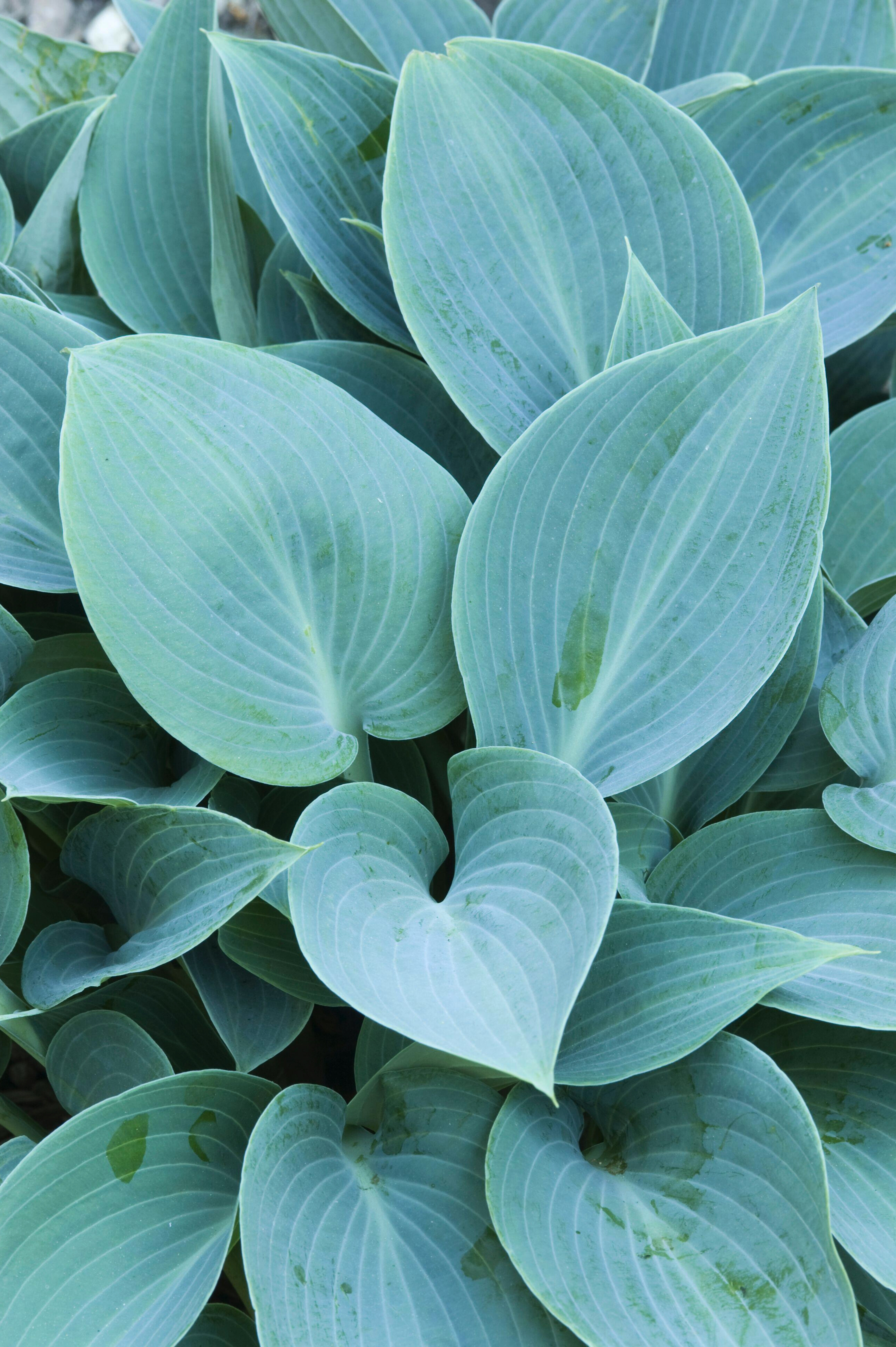 Hosta 'Halcyon' of hartlelie