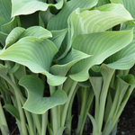 Hartlelie of Hosta 'Krossa Regal'
