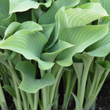 Hartlelie of Hosta 'Krossa Regal'