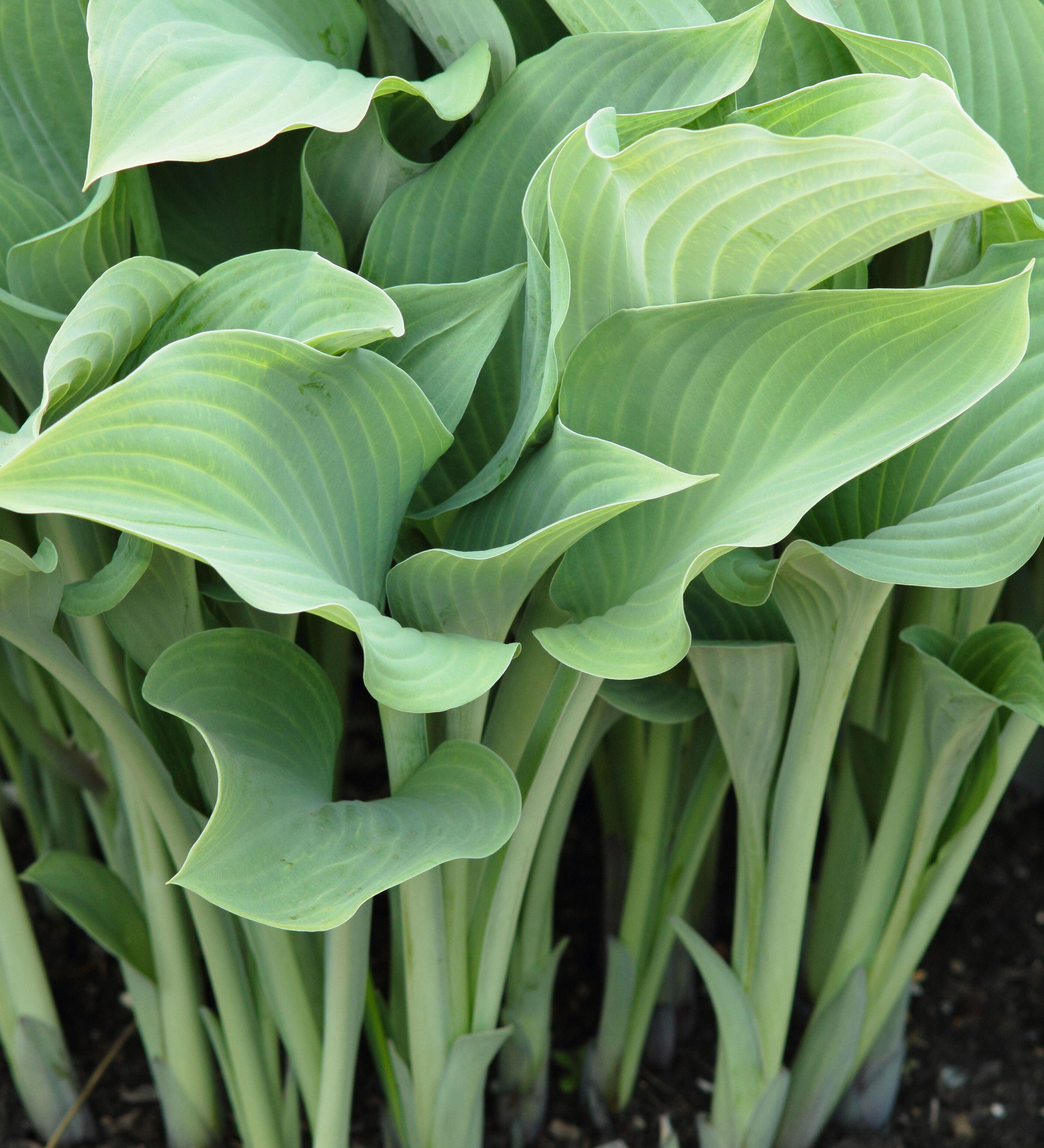 Hartlelie of Hosta 'Krossa Regal'