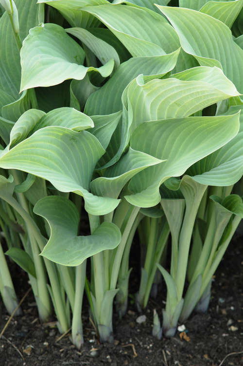 Hosta 'Krossa Regal'